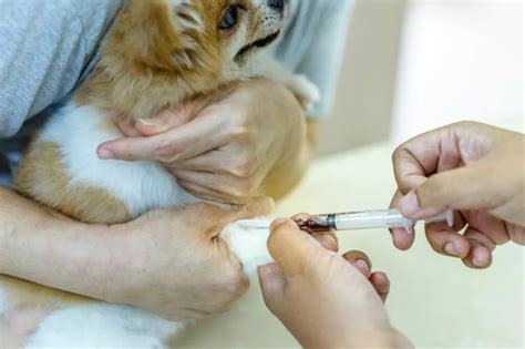 Diabete Testul de sânge la câine